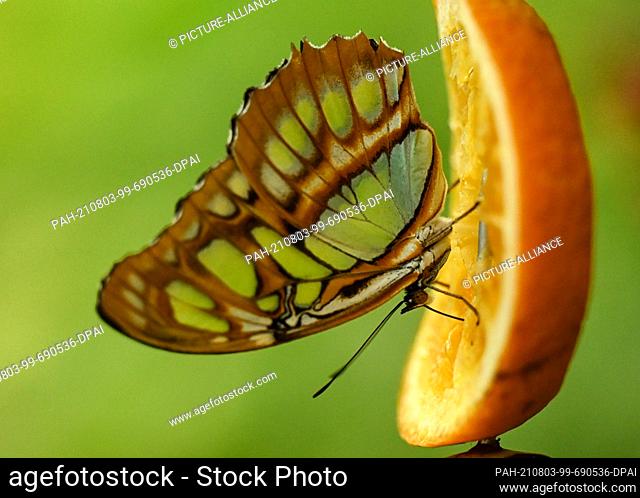 03 August 2021, Hessen, Frankfurt/Main: A malachite butterfly (Siproeta stelenes) tinkers with an orange slice in the new Flower and Butterfly House in...
