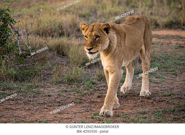 Lioness (Panthera leo) walking, Sabi Sands Game Reserve, Sabi Sabi Bush Lodge, South Africa