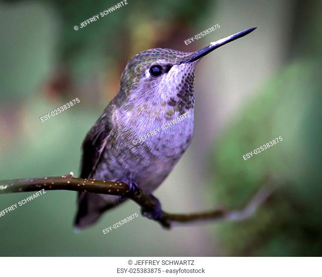 An Anna's hummingbird in Northern California, USA