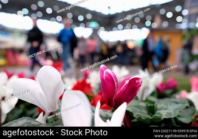 11 February 2023, Saxony, Leipzig: Cyclamen bloom in a hall of the fair ""House-Garden-Friday"". After a two-year break, the public fair from 11.02