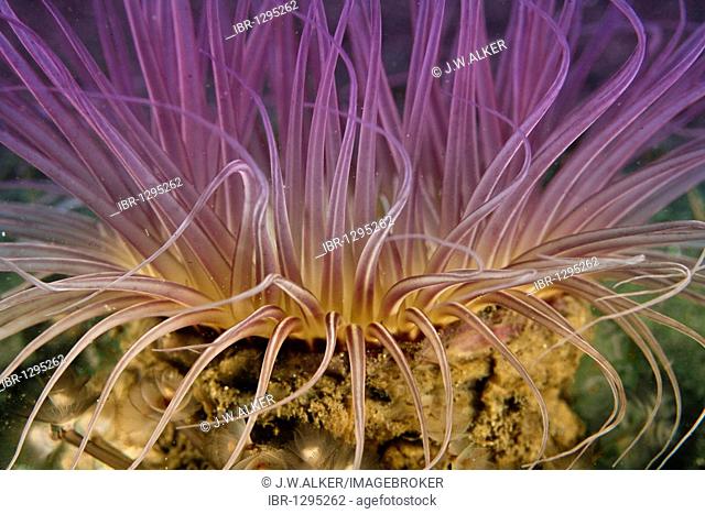 Tube anemone (Cerianthus filiformis), Indonesia, Asia