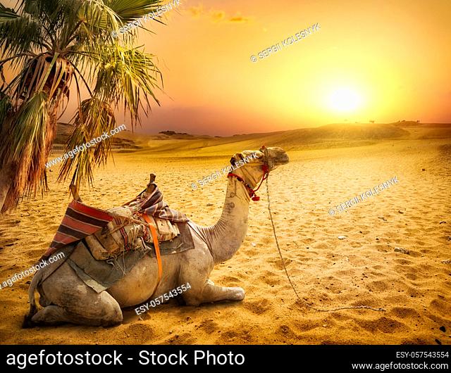 Camel resting under a palm tree in the desert of Egypt