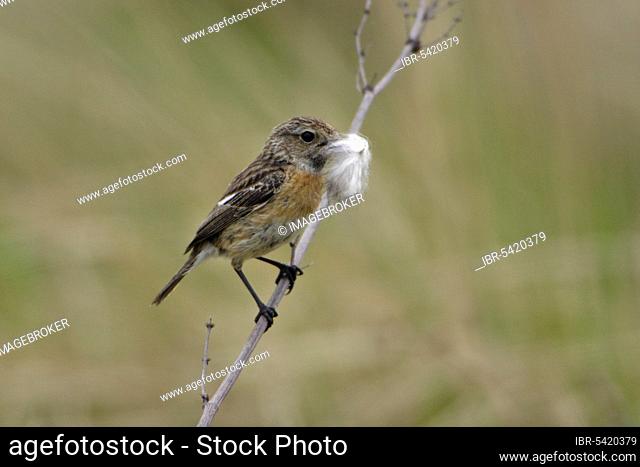 Common Stonechat with nesting material, Texel, Netherlands (Saxicola torquata)