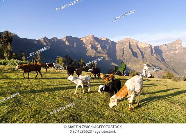 Herds grazing near the village of Amiwalka in the highlands of Ethiopia  The steep walls of the Escarpment in the Simien Mountains National Park in the...