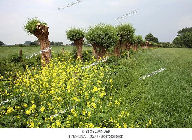 Willow, Pollard-willow Salix alba - Uiterwaard Cortenoever, IJsseluiterwaarden, Brummen, Guelders, The Netherlands, Holland, Europe