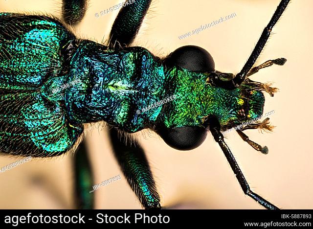 Macro Focus Stacking, portrait, Thick-legged Flower Beetle (Oedemera nobilis), False Oil Beetle, England, UK