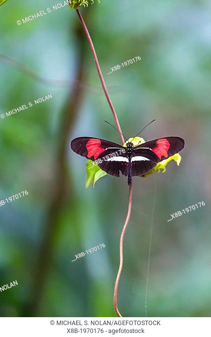 Colorful butterfly within Iguazú Falls National Park, Misiones, Argentina, South America