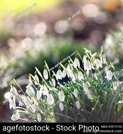 Blooming snowdrops, close-up, Galanthus