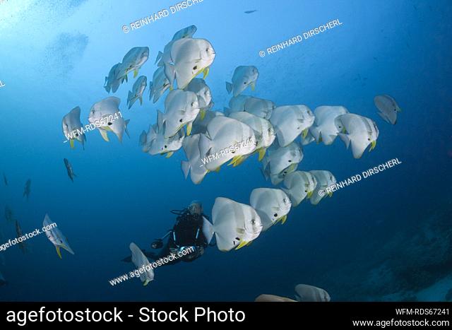 Shoal of Longfin Batfish, Platax teira, Ari Atoll, Indian Ocean, Maldives