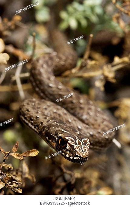 Montpellier snake (Malpolon monspessulanus insignitus), juvenile, Greece, Peloponnese, Messinien, Pylos