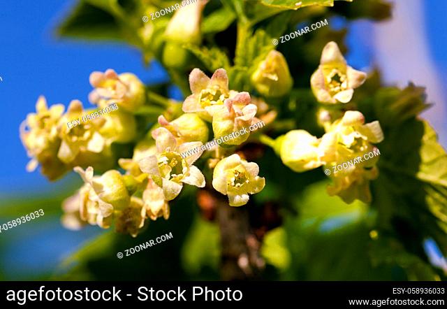 the blackcurrant flowers photographed by a close up. small depth of sharpness