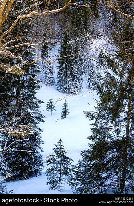 Loop trail at Spitzingsee in winter, Bavaria, Upper Bavaria, Germany, Europe