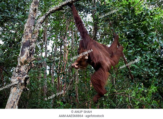 Bornean Orangutan female 'Tutut' and her baby 'Thor' aged 8-9 months swinging from a liana - wide angle perspective (Pongo pygmaeus wurmbii)