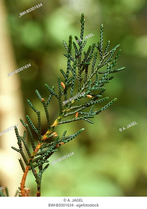 Creeping pine, Microcachrys (Microcachrys tetragona ), branch