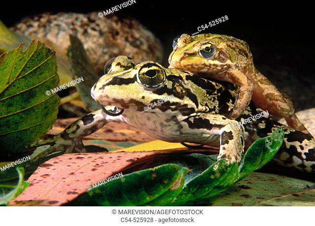 Iberian Frog (Rana perezi) mating. Galicia, Spain