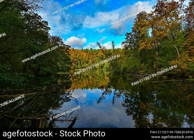 23 October 2021, Brandenburg, Siehdichum: The deciduous forest in the Schlaubetal Nature Park is colourful in autumn. Founded at the end of 1995