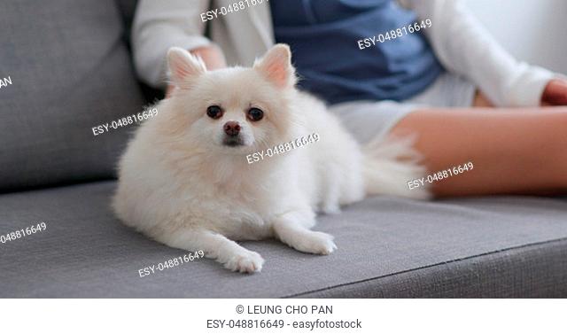 Pet owner touch on her pomeranian dog on sofa at home