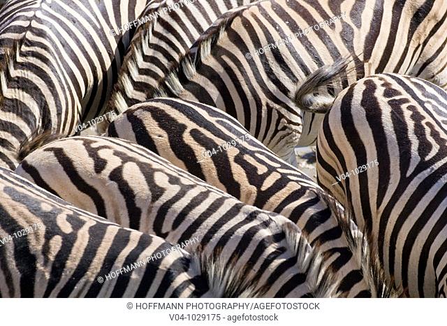 A herd of Burchell's zebras (Equus burchelli) in the dry river bed of the boteti river, Botswana