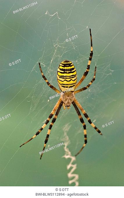 black-and-yellow argiope, black-and-yellow garden spider Argiope bruennichi, spider with seven legs lurking for in spider web