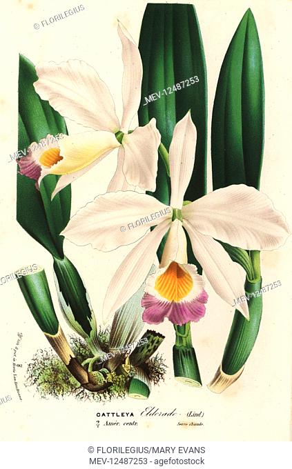Wallis' cattleya orchid, Cattleya wallisii (Cattleya eldorado). Handcoloured lithograph from Louis van Houtte and Charles Lemaire's Flowers of the Gardens and...