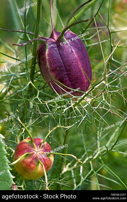 Love-in-a-mist, Nigella damascena, Detail of purple coloured seedhead growing outdoor