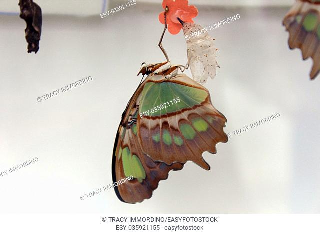 A Malachite butterfly hanging upside down after emerging from its cocoon