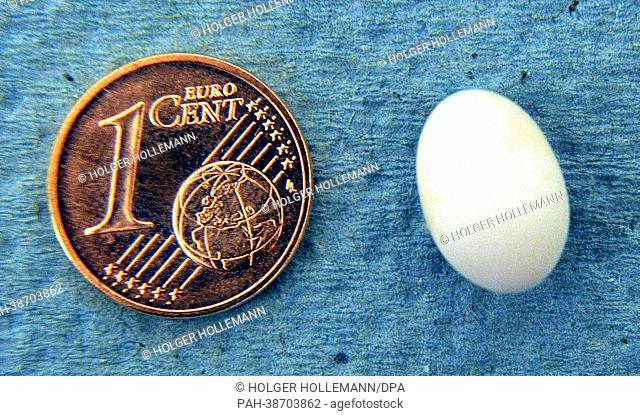 An egg of a hummingbird (Amazilia amazilia) lies next to one cent coin at the breeding station of the hummingbird house at the World Bird Park in Walsrode