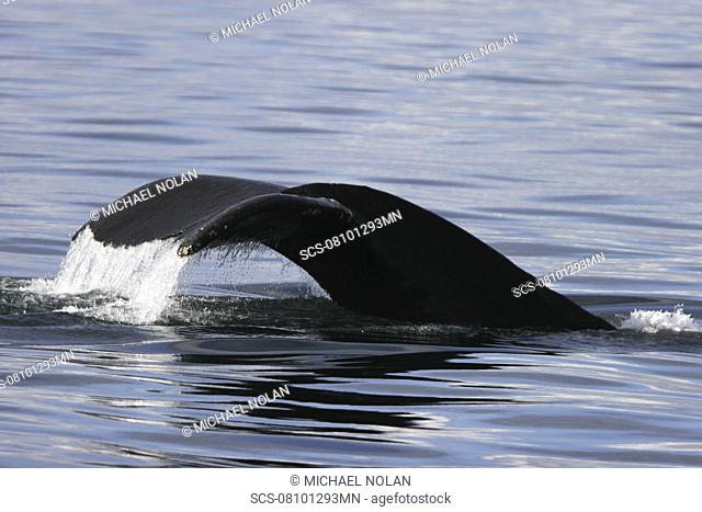 Adult humpback whale Megaptera novaeangliae fluke-up dive in Southeast Alaska, USA Pacific Ocean