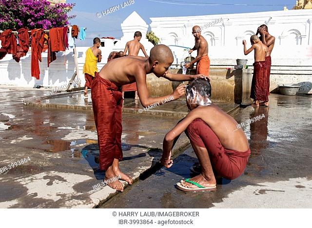 Novice monks during the morning bath with a shaving of the head in the Shwe Yaunghwe Kyaung Monastery, near Nyaungshwe, Shan State, Inle Lake, Myanmar