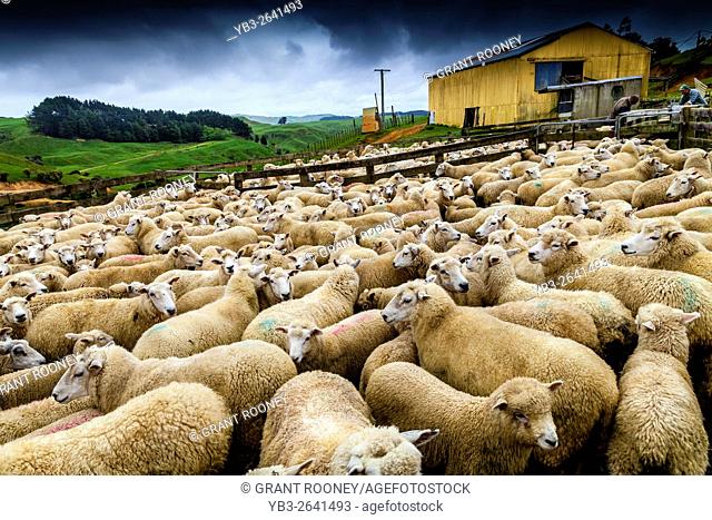 Sheep In A Pen Waiting To Be Sheared, Sheep Farm, Pukekohe, New Zealand