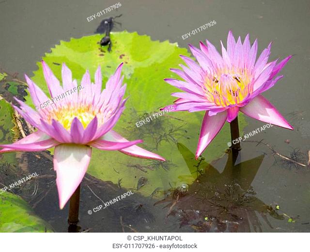 Closed up pink of lotus flower