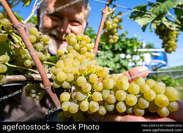 14 September 2023, Mecklenburg-Western Pomerania, Rattey: Stefan Schmidt, director of the winery, looks at grapes from the vineyard of the Rattey winery