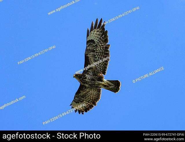 14 June 2022, Brandenburg, Potsdam: A buzzard (Buteo buteo)makes its circles in soaring flight against a blue sky. During grass mowing