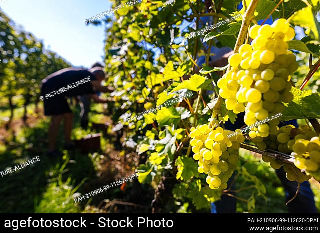 06 September 2021, Baden-Wuerttemberg, Offenburg: Grapes are hanging on a vine, while in the background, harvest workers are picking grapes