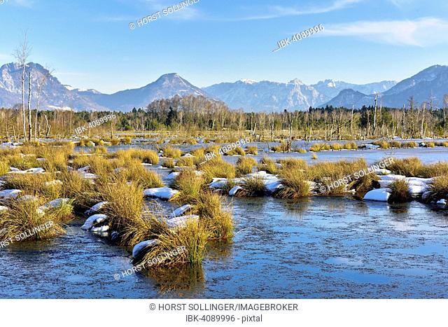 Moorlands in winter, bog covered with ice, Common Club-rushes or Bulrushes (Schoenoplectus lacustris), at the back the Bavarian Alps with the Inn Valley