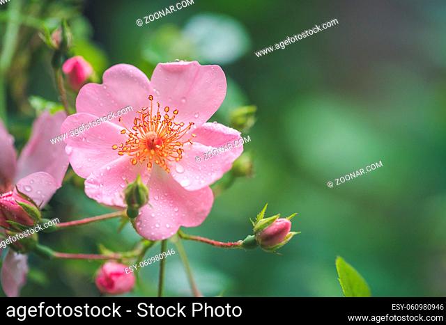 Pink flower petals with water drops, close up and green background
