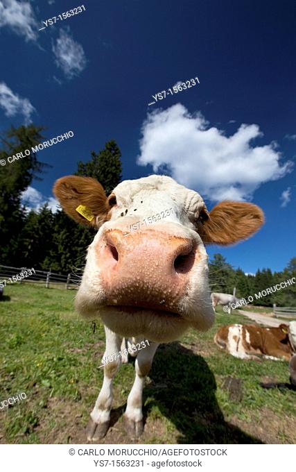 Cow in South Tyrol mountains, Bolzano, Italy