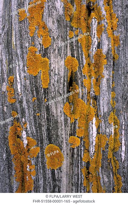 Orange Star Lichen Caloplaca scopularis Maine, U S A , july