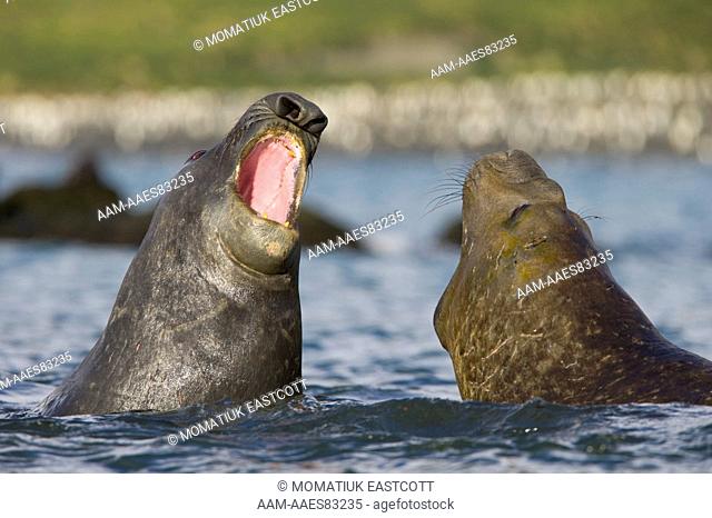Southern elephant seal bulls subadult males (Mirounga leonina) fighting in sea for fun and exercise, fall, Gold Harbour, Southern Ocean, Antarctic Convergance
