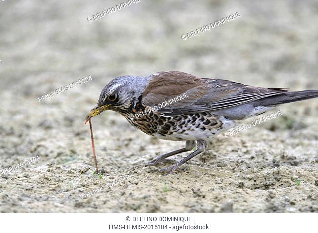 France, Doubs, natural area for Allan to Brognard, Fieldfare Turdus pilaris), capture of worms in the mud at low water to feed its young