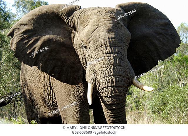 Angry African elephant approaches threateningly