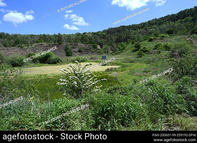 28 May 2020, Hessen, Messel: The plants of the Messel pit near Darmstadt shine in a lush green. In 1995, the area became the first natural world heritage site...