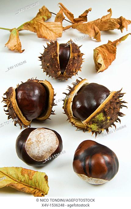 Conkers from a horse-chestnut Aesculus hippocastanum known as Conker tree, chestnuts
