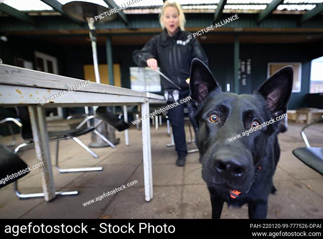13 January 2022, Schleswig-Holstein, Wasbek: Bonny Häusler, police officer and dog handler, and her black German shepherd Joker during a training session in the...