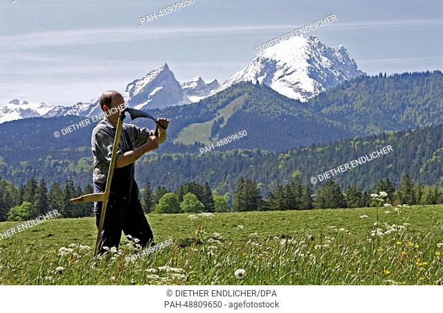 Farmer Andreas Fendt sharpens his scythe in front of the snow-covered Watzmann mountain in Winkl, Germany, 21 May 2014. He cuts parts of his field by hand