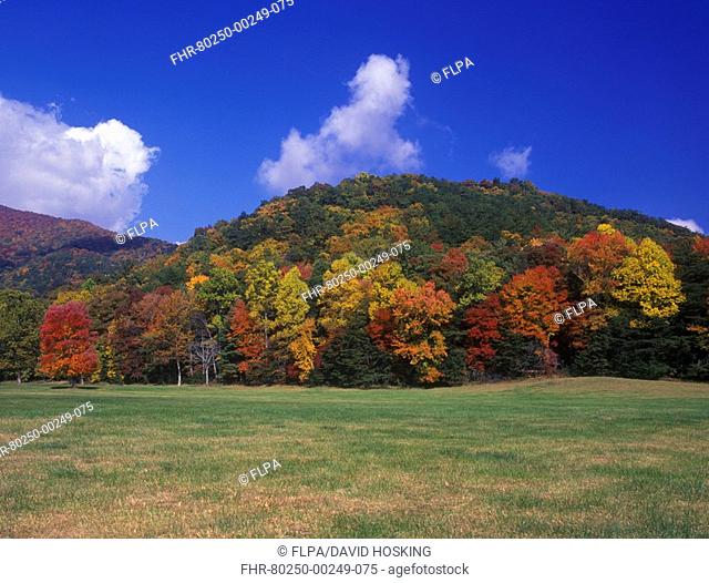 Autumn Fall/Autumn colour at Cades Cove, Gt Smoky Mts NP Red & White Oak, Sugar Maple