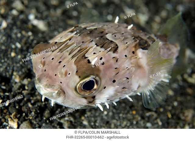 Long-spine Porcupinefish (Diodon holocanthus) adult, Lembeh Straits, Sulawesi, Sunda Islands, Indonesia, February
