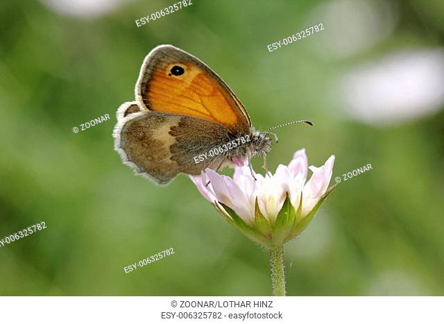 Coenonympha pamphilus, Small Heath Butterfly