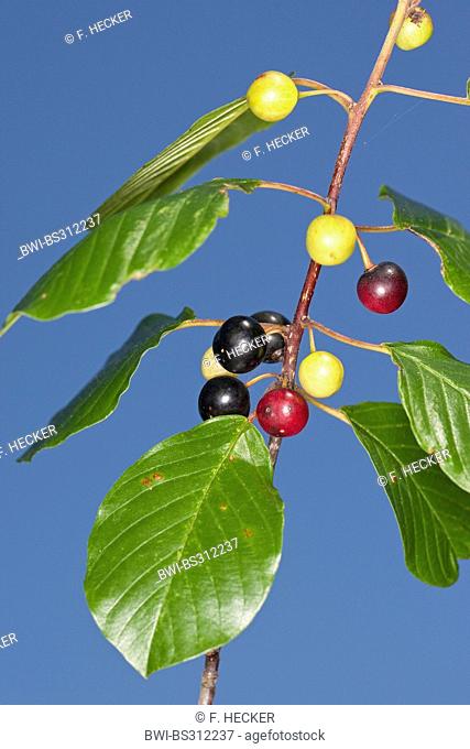 alder buckthorn, glossy buckthorn (Frangula alnus, Rhamnus frangula), branch with fruits, Germany