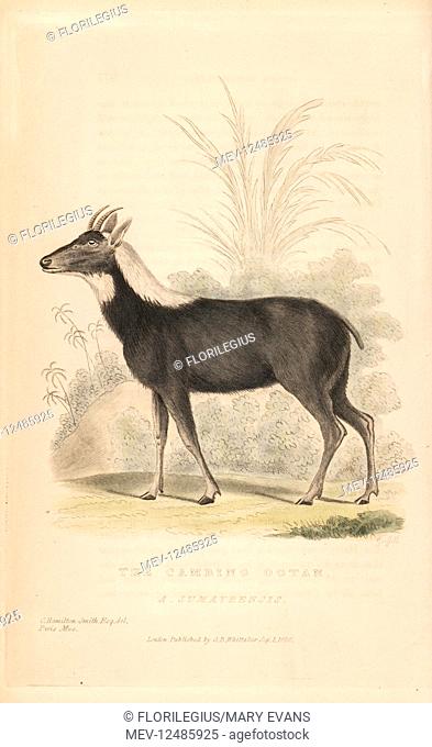 Sumatran serow, Capricornis sumatraensis. Vulnerable. (Cambing ootan, Antilope sumatrensis.) Handcoloured engraving by Thomas Landseer after an illustration by...